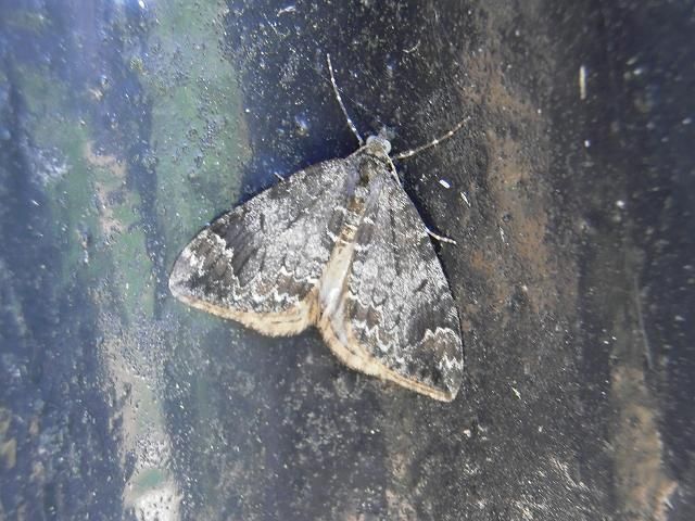 Common Marbled Carpet 